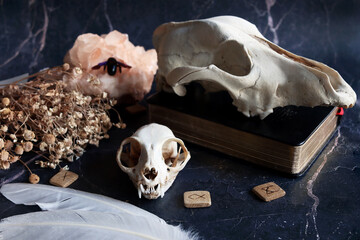 Workplace of a witch. Witchcraft paraphernalia. Animal skulls, magic crystals and dried herbs.