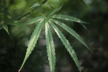 Legally grown cannabis plants selective focus - 442950201