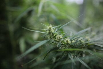 Legally grown cannabis plants selective focus - 442950203