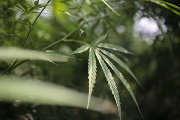 Legally grown cannabis plants selective focus - 442950218