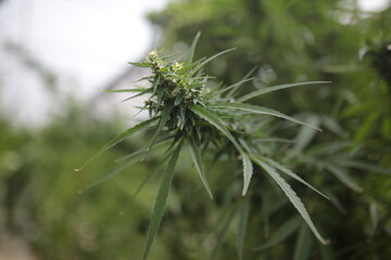 Legally grown cannabis plants selective focus - 442950222