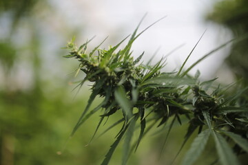 Legally grown cannabis plants selective focus - 442950237