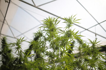 Legally grown cannabis plants selective focus - 442950241
