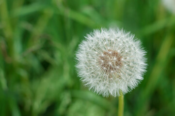 Dandelion on a blury green background, close-up