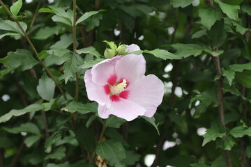 夏の野山に咲く花　ムクゲ