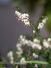 Schneeheide, Erica carnea var. alba