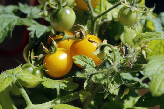 tomatera