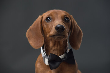 Brown Dachshund with black bow tie