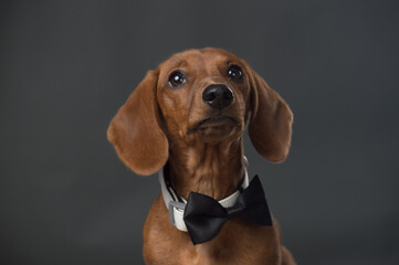 Brown Dachshund with black bow tie