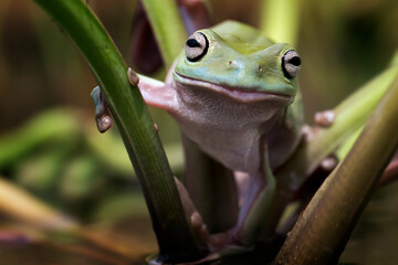 Funny smiling dumpy tree frog Ranoidea Caerulea in various angle and colorful natural background for amazing macro images collection