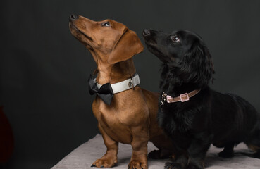 Male and Female Dachshund dogs