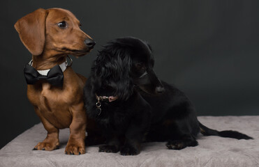 Male and Female Dachshund dogs