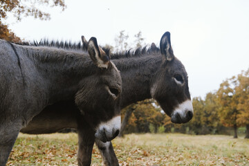 Pair of mini donkeys show friendship in pasture during fall season on farm.