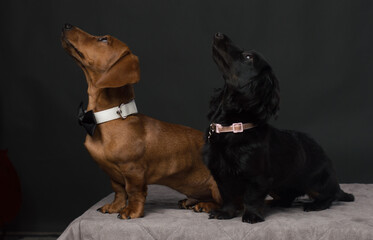Male and Female Dachshund dogs