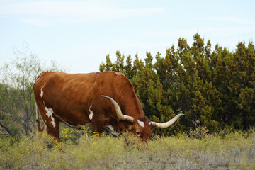 Texas longhorn cow grazing in autumn farm landscape.