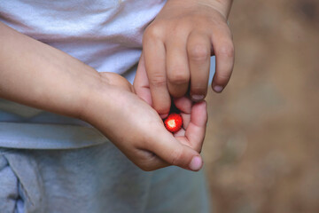 forest strawberries in children's hands