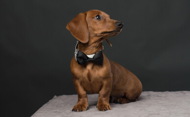 Brown Dachshund with black bow tie