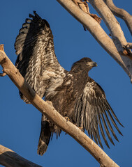 American Bald Eagle eaglet
