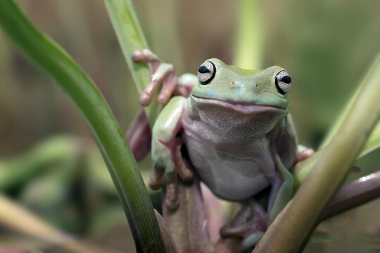 Funny smiling dumpy tree frog Ranoidea Caerulea in various angle and colorful natural background for amazing macro images collection