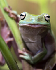 Funny smiling dumpy tree frog Ranoidea Caerulea in various angle and colorful natural background for amazing macro images collection