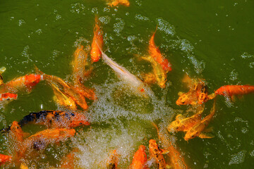 Obraz na płótnie Canvas Gold and red carps koi fish swimming in a pond in a Japanese Chinese style garden