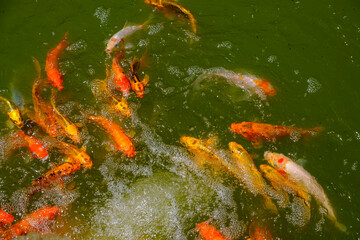 Gold and red carps koi fish swimming in a pond in a Japanese Chinese style garden