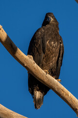 American Bald Eagle eaglet on branch