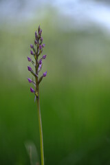 Mücken-Händelwurz, Gymnadenia conopsea, Langsporn-Händelwurz, Große Händelwurz