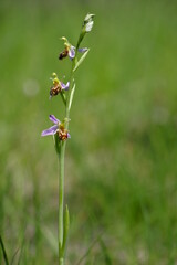 Bienen-Ragwurz, Bienenragwurz, Ophrys apifera