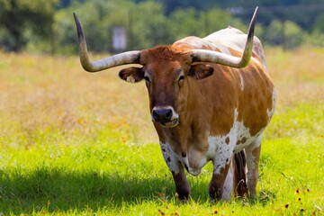 Texas Longhorn