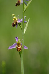 Bienen-Ragwurz, Bienenragwurz, Ophrys apifera