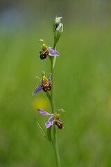 Bienen-Ragwurz, Bienenragwurz, Ophrys apifera