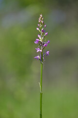 Mücken-Händelwurz, Gymnadenia conopsea, Langsporn-Händelwurz, Große Händelwurz