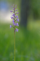 Mücken-Händelwurz, Gymnadenia conopsea, Langsporn-Händelwurz, Große Händelwurz