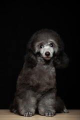 image of dog dark background