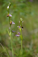 Bienen-Ragwurz, Bienenragwurz, Ophrys apifera