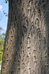 Obraz premium Cornus alternifolia