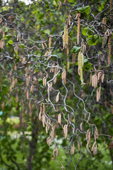 Fototapeta premium Corylus avellana contorta in bloom