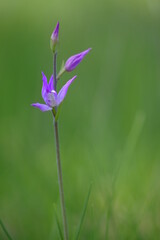 Rotes Waldv&ouml;glein, Purpur-Waldv&ouml;glein, Waldv&ouml;glein, Cephalanthera rubra