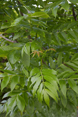 Fraxinus excelsior branch close up