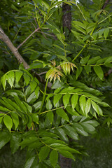 Fraxinus excelsior branch close up