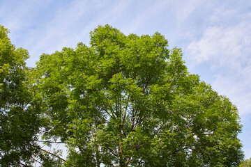 Fraxinus excelsior branch close up