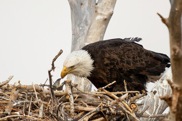 American Bald Eagle eaglet