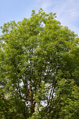 Fototapeta premium Fraxinus excelsior branch close up