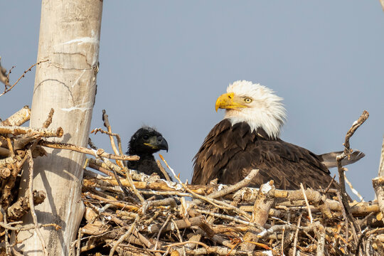 American Bald Eagle eaglet
