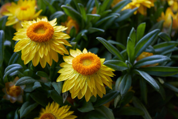 Xerochrysum bracteatum