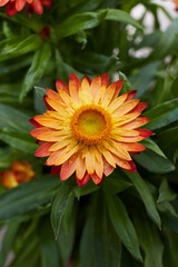 Xerochrysum bracteatum