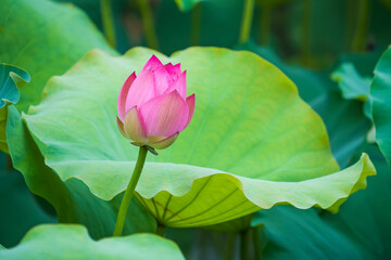 Beauty pink lotus on focus is in middle lotus field