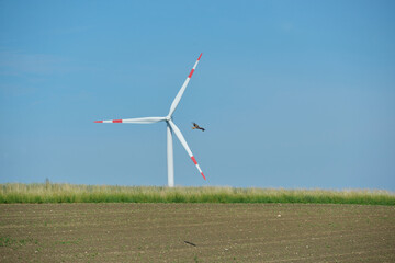 Fototapeta premium Windkraftanlage und Raubvogel, Rotmilan