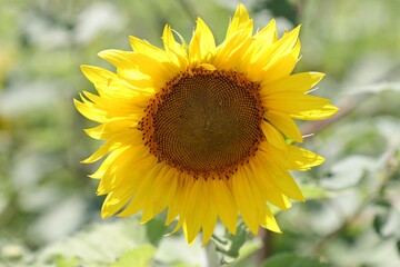 Obraz premium Sunflower